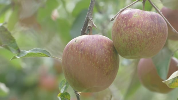 The Sweet and organic plums grown at Fu Shou Shan Farm mountain in Taiwan