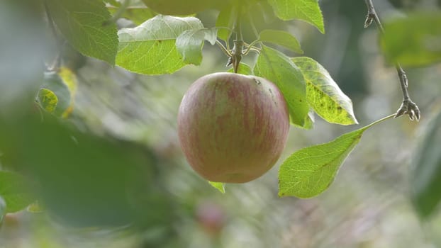 The Sweet and organic plums grown at Fu Shou Shan Farm mountain in Taiwan