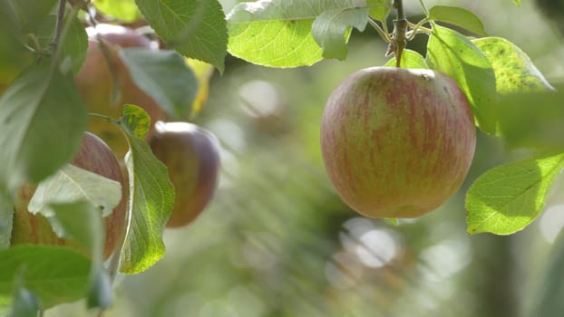 The Sweet and organic plums grown at Fu Shou Shan Farm mountain in Taiwan