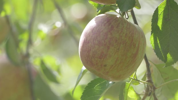 The Sweet and organic plums grown at Fu Shou Shan Farm mountain in Taiwan