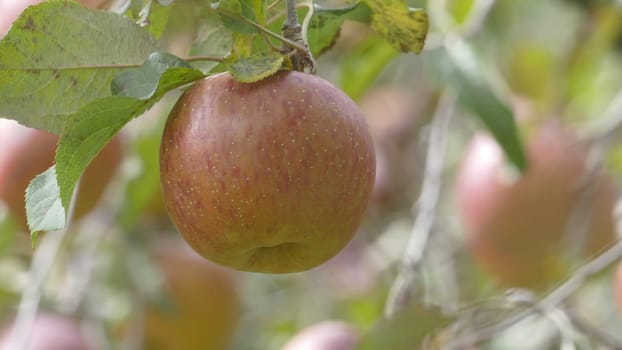 The Sweet and organic plums grown at Fu Shou Shan Farm mountain in Taiwan