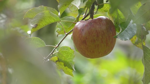 The Sweet and organic plums grown at Fu Shou Shan Farm mountain in Taiwan