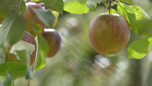 The Sweet and organic plums grown at Fu Shou Shan Farm mountain in Taiwan