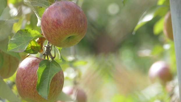 The Sweet and organic plums grown at Fu Shou Shan Farm mountain in Taiwan