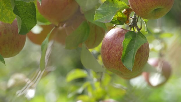 The Sweet and organic plums grown at Fu Shou Shan Farm mountain in Taiwan