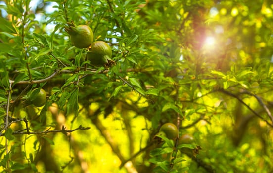 The unripe pomegranate tree on the background of the sunny sky