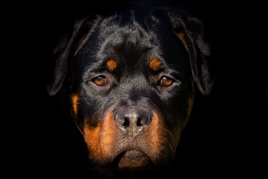 Rottweiler