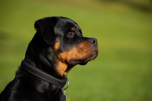 Rottweiler