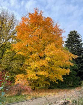 Maple tree,acer with beautiful autumn colors in October.