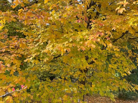 Maple tree,acer with beautiful autumn colors in October.