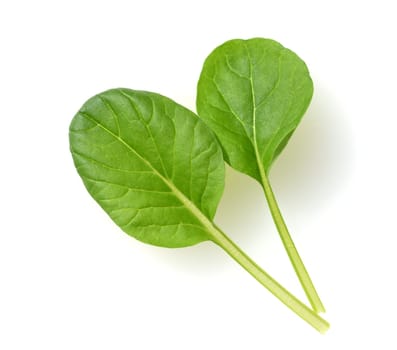 Asian salads are often available all year round. It is used as a salad as well as a vegetable side dish.