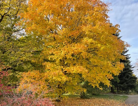 Maple tree,acer with beautiful autumn colors in October.