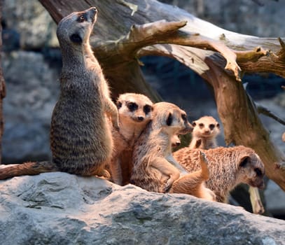 Meerkats,Suricata suricatta belong to the mongooses and live in earthen burrows in Africa.