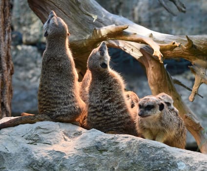 Meerkats,Suricata suricatta belong to the mongooses and live in earthen burrows in Africa.