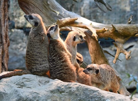 Meerkats,Suricata suricatta belong to the mongooses and live in earthen burrows in Africa.