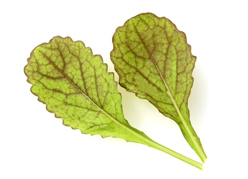 Asian salads are often available all year round. It is used as a salad as well as a vegetable side dish.