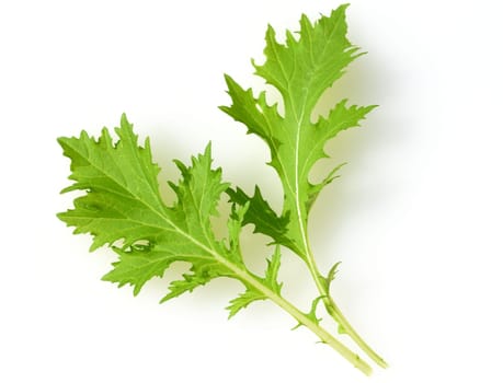 Asian salads are often available all year round. It is used as a salad as well as a vegetable side dish.