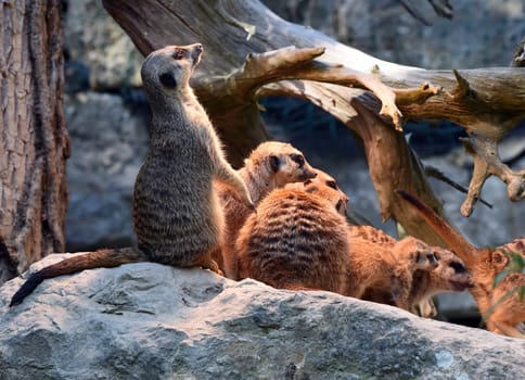 Meerkats,Suricata suricatta belong to the mongooses and live in earthen burrows in Africa.