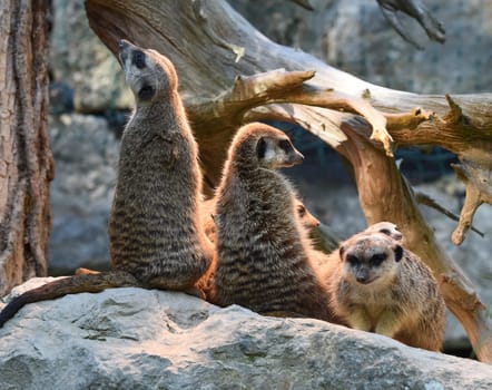 Meerkats,Suricata suricatta belong to the mongooses and live in earthen burrows in Africa.