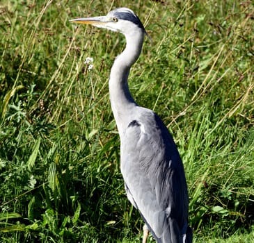 Gray heron,Ardea cinerea,also called heron,is a species of bird in the order Pelecaniformes.