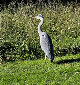 Gray heron,Ardea cinerea,also called heron,is a species of bird in the order Pelecaniformes.