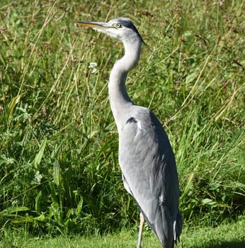 Gray heron,Ardea cinerea,also called heron,is a species of bird in the order Pelecaniformes.