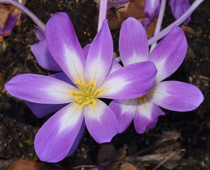 Autumn crocus,Colchicum,autumnale has pink flowers. It is a poisonous plant and an important medicinal plant.