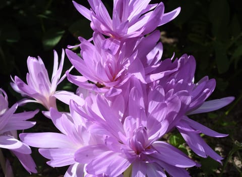 Autumn crocus,Colchicum,autumnale has pink flowers. It is a poisonous plant and an important medicinal plant.