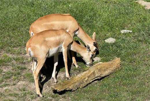 Deer goat antelope,Mammalia ruminantia,is a species of antelope found in Asia.