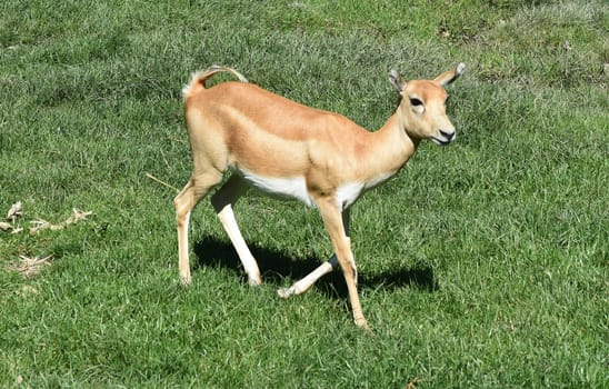 Deer goat antelope,Mammalia ruminantia,is a species of antelope found in Asia.
