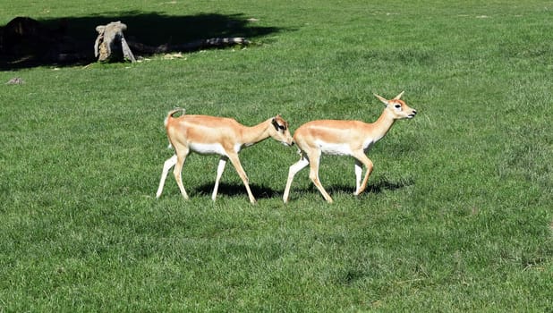 Deer goat antelope,Mammalia ruminantia,is a species of antelope found in Asia.