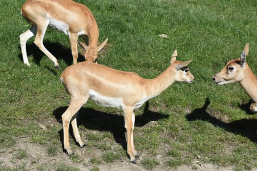 Deer goat antelope,Mammalia ruminantia,is a species of antelope found in Asia.