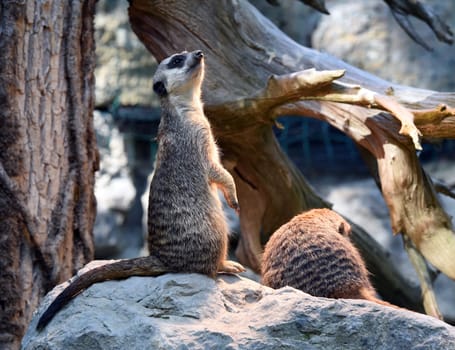 Meerkats,Suricata suricatta belong to the mongooses and live in earthen burrows in Africa.
