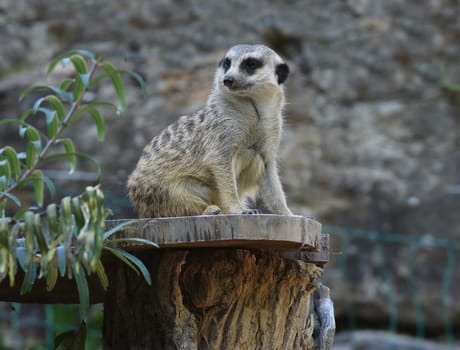 Meerkats,Suricata suricatta belong to the mongooses and live in earthen burrows in Africa.