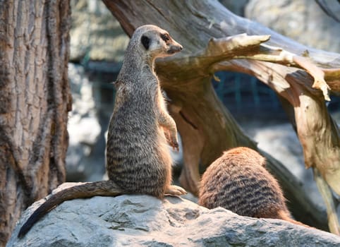 Meerkats,Suricata suricatta belong to the mongooses and live in earthen burrows in Africa.