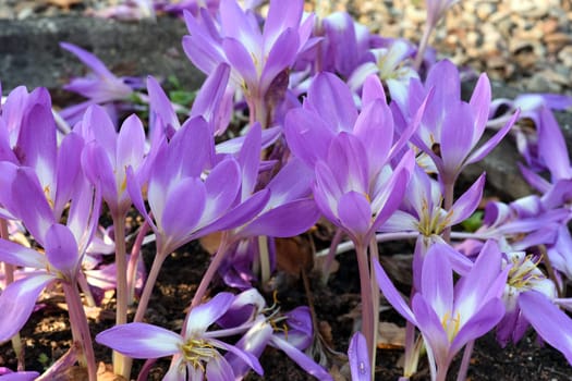 Autumn crocus,Colchicum,autumnale has pink flowers. It is a poisonous plant and an important medicinal plant.