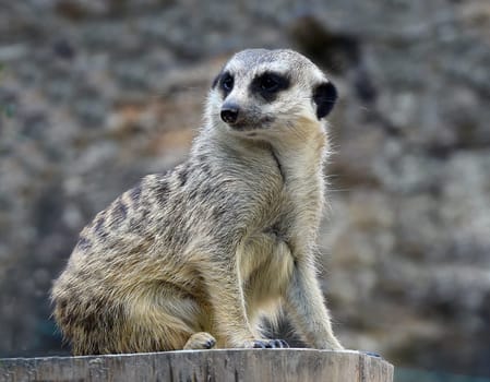 Meerkats,Suricata suricatta belong to the mongooses and live in earthen burrows in Africa.