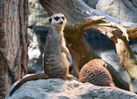 Meerkats,Suricata suricatta belong to the mongooses and live in earthen burrows in Africa.