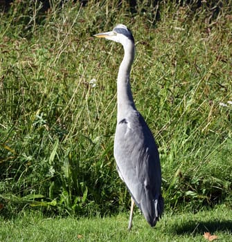 Gray heron,Ardea cinerea,also called heron,is a species of bird in the order Pelecaniformes.