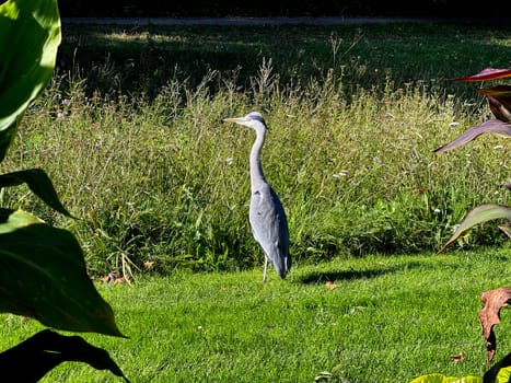 Gray heron,Ardea cinerea,also called heron,is a species of bird in the order Pelecaniformes.