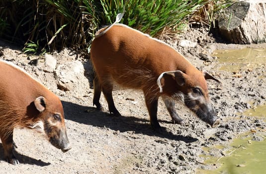 Brush ear pig  Potamochoerus Porcus is a wild pig found in Africa.
