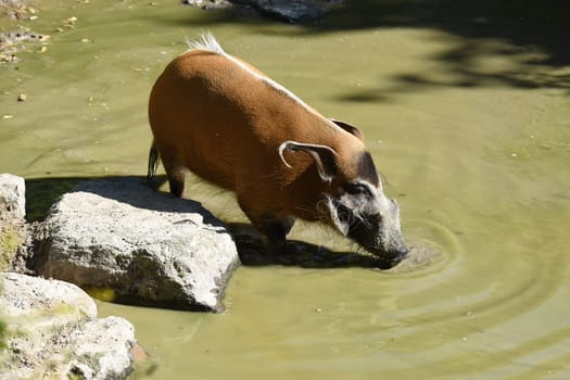 Brush ear pig  Potamochoerus Porcus is a wild pig found in Africa.
