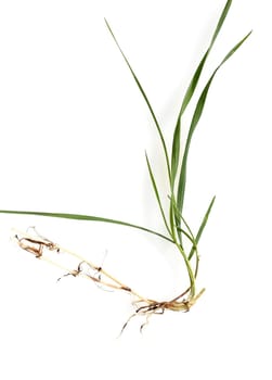 Couch,Agropyron repens,is an important medicinal and medicinal plant. Couch grass is a grass and weed.