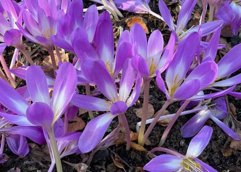Autumn crocus,Colchicum,autumnale has pink flowers. It is a poisonous plant and an important medicinal plant.