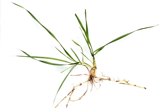 Couch,Agropyron repens,is an important medicinal and medicinal plant. Couch grass is a grass and weed.
