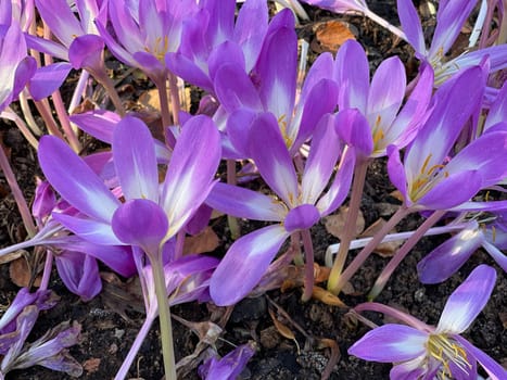 Autumn crocus,Colchicum,autumnale has pink flowers. It is a poisonous plant and an important medicinal plant.