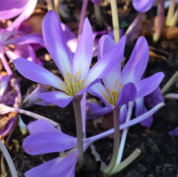Autumn crocus,Colchicum,autumnale has pink flowers. It is a poisonous plant and an important medicinal plant.