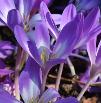 Autumn crocus,Colchicum,autumnale has pink flowers. It is a poisonous plant and an important medicinal plant.