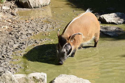 Brush ear pig  Potamochoerus Porcus is a wild pig found in Africa.