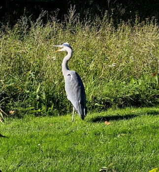 Gray heron,Ardea cinerea,also called heron,is a species of bird in the order Pelecaniformes.